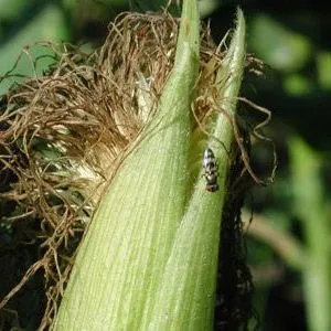 thumbnail for publication: Cornsilk Fly (suggested common name), Euxesta stigmatias Loew (Insecta: Diptera: Otitidae)